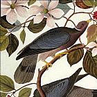 Tailed Pigeon by John James Audubon